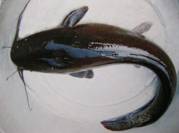 清江鱼的种类图片图片
