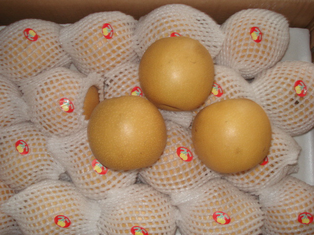 金沙大量供应出口一级个大,皮薄,颜色均匀的黄皮丰水梨