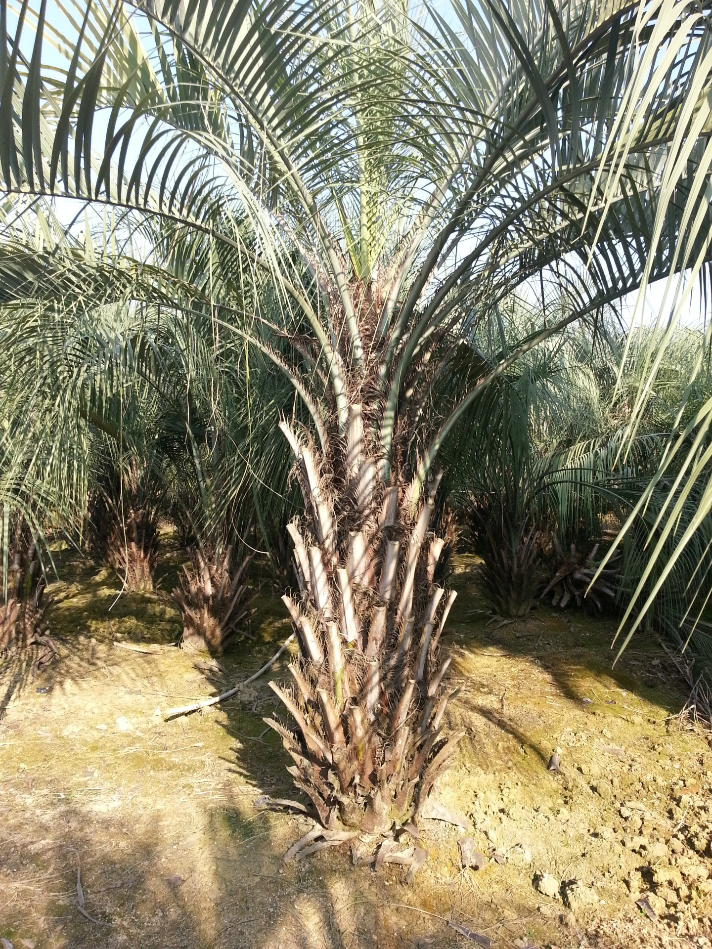 福建布迪椰子_布迪椰子批发_布迪椰子假植苗_布迪椰子地苗