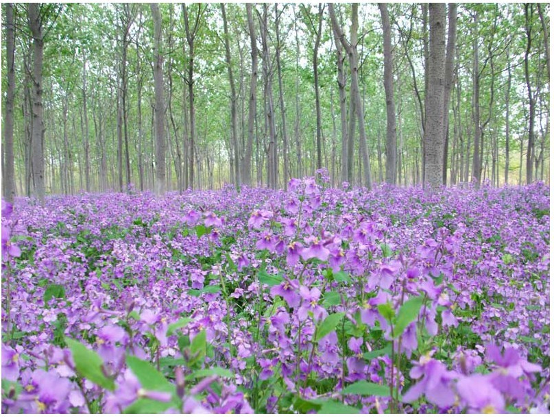 批发二月兰种子二月兰观花观叶地被植物