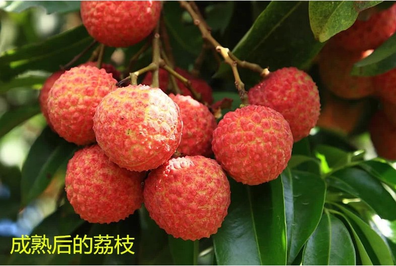 广东高州荔枝苗场,高州荔枝,广东荔枝茂名_大山谷图库