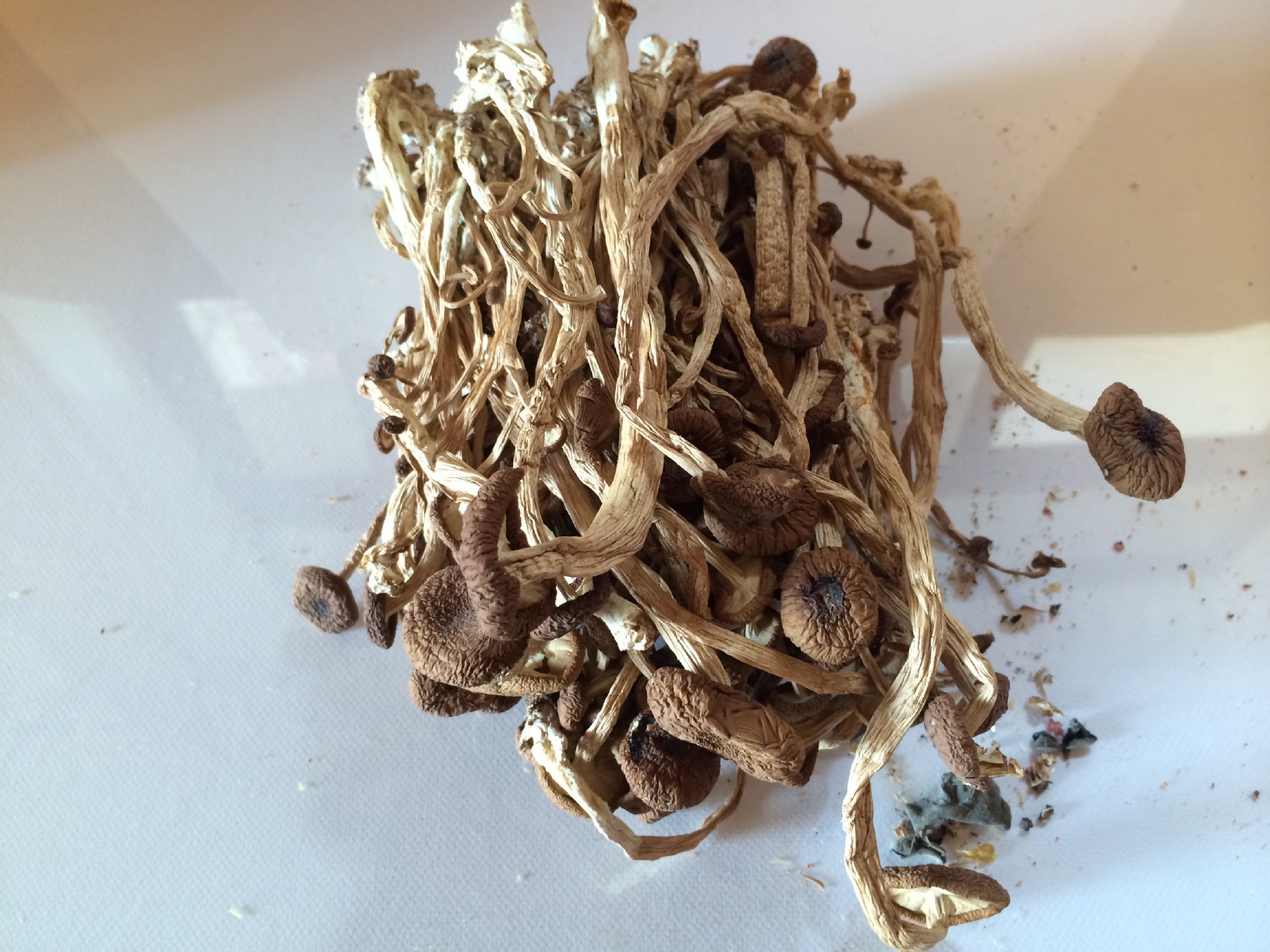 野生茶树菇食用菌菇天然茶树菇