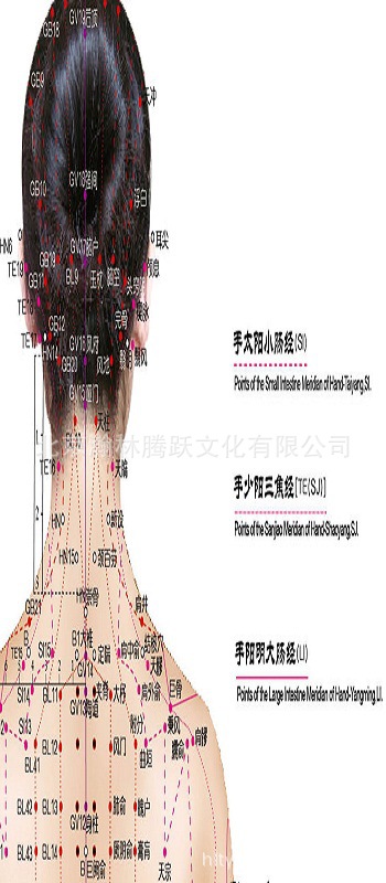 人體經絡穴位標準掛圖(女性)(1套3張掛圖)中醫養生 中醫保健