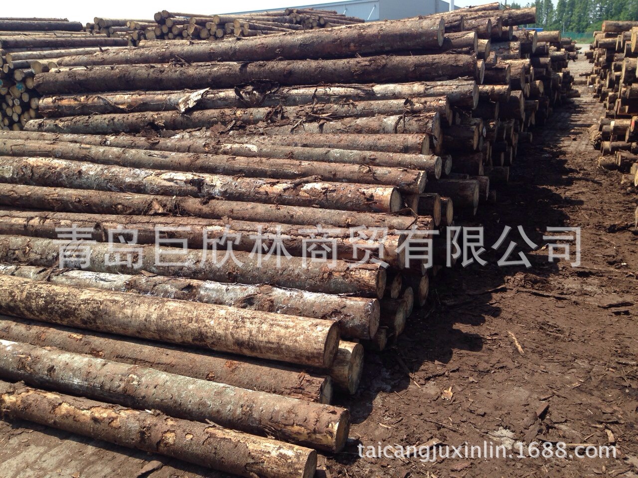 快来围观!欧洲进口白松