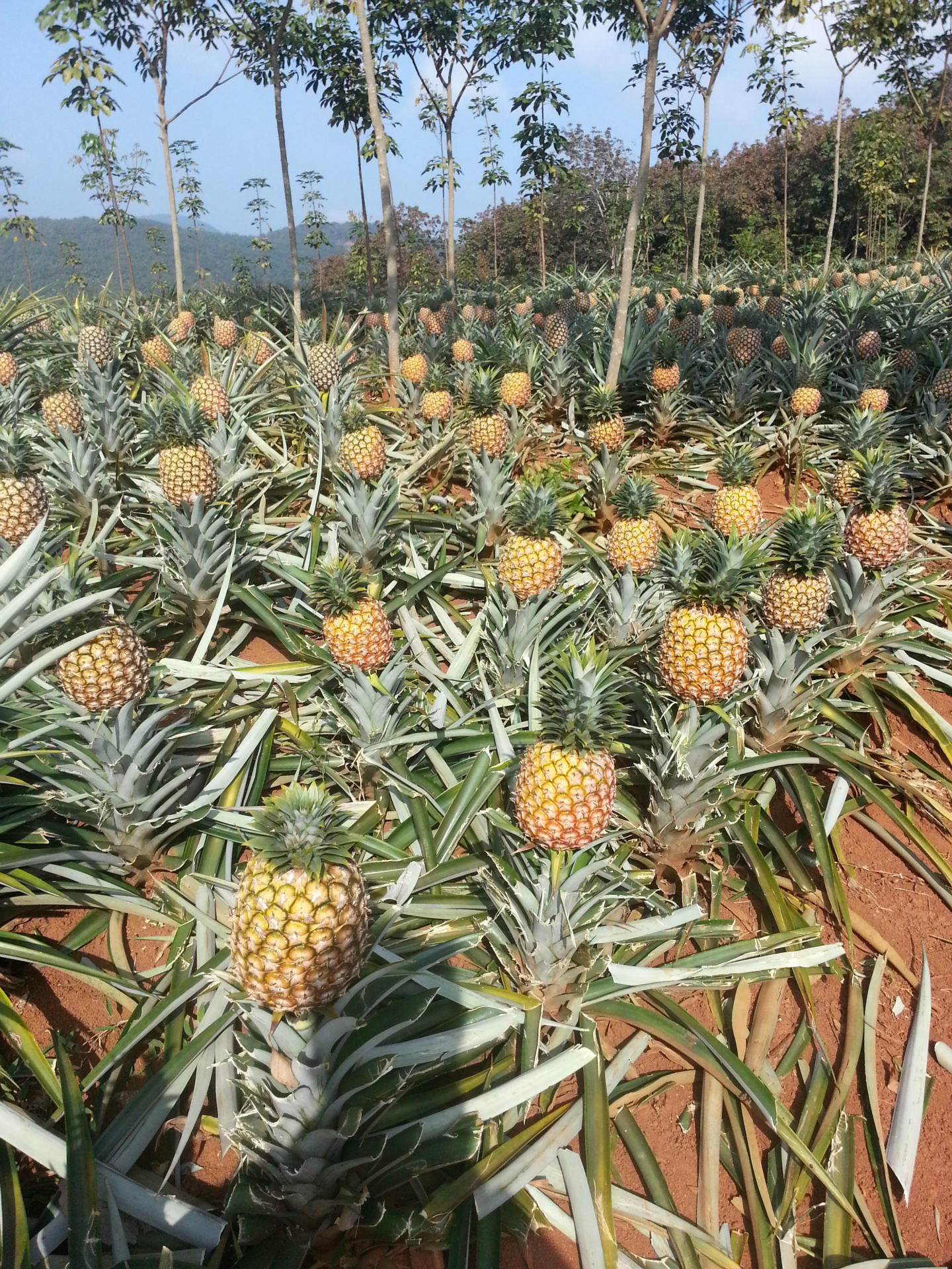 产地直供热销西双版纳无眼香菠萝 又名凤梨