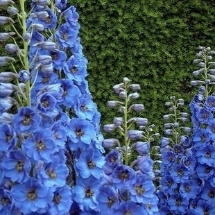 观花 蓝精灵飞燕草种子 耐旱喜阳 多年生宿根春秋播 盆栽