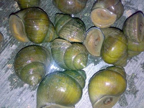 贵州六盘水野生鲜活小田螺唆螺石螺小螺蛳麻辣螺蛳铁螺蛳尖螺口味螺