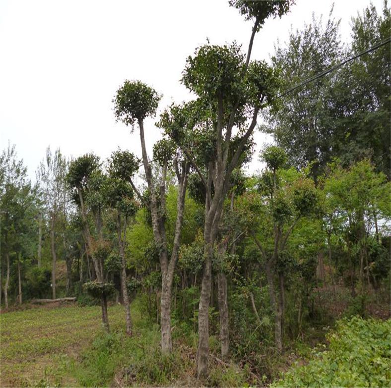 湖北苗木產地直銷柞刺樹 精品造型榨樹《刺冬青》