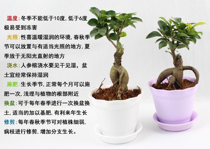 人参榕树盆景寓意图片