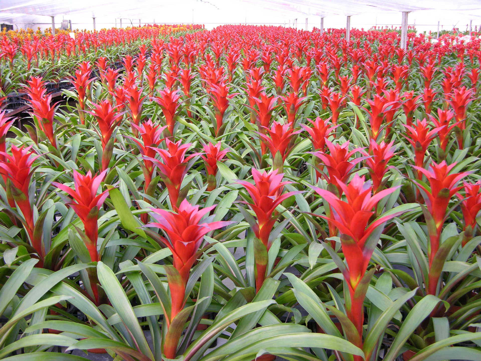 批发凤梨--红星