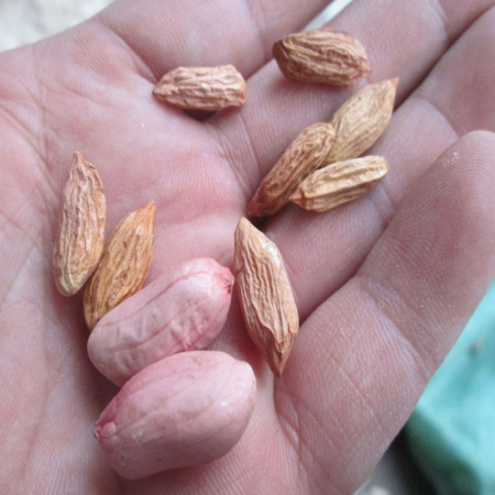瘪花生秕子花生鲁花品种专门种植灭菌杀毒生吃养胃