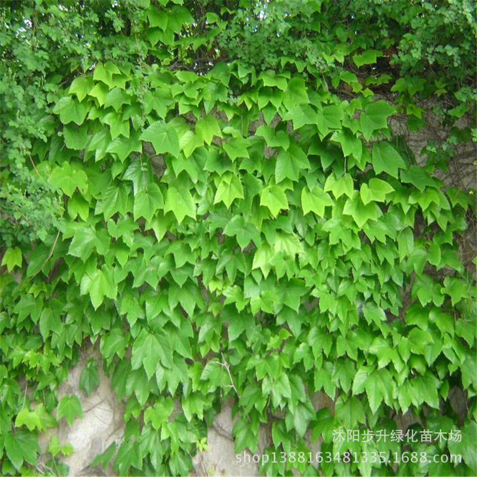 攀援植物 美国地锦 五叶地锦 爬山虎 爬藤植物 耐寒耐旱爬墙高手