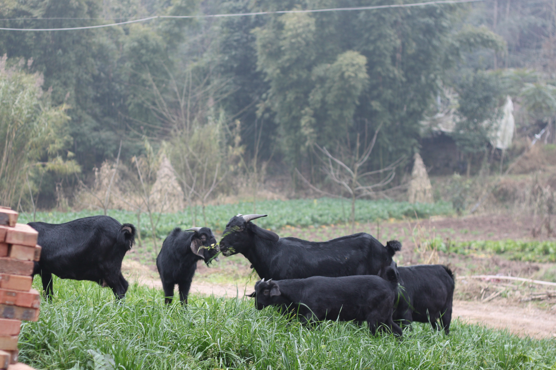 鑫怡羊业特供乐至黑山羊种羊,活羊,小羊