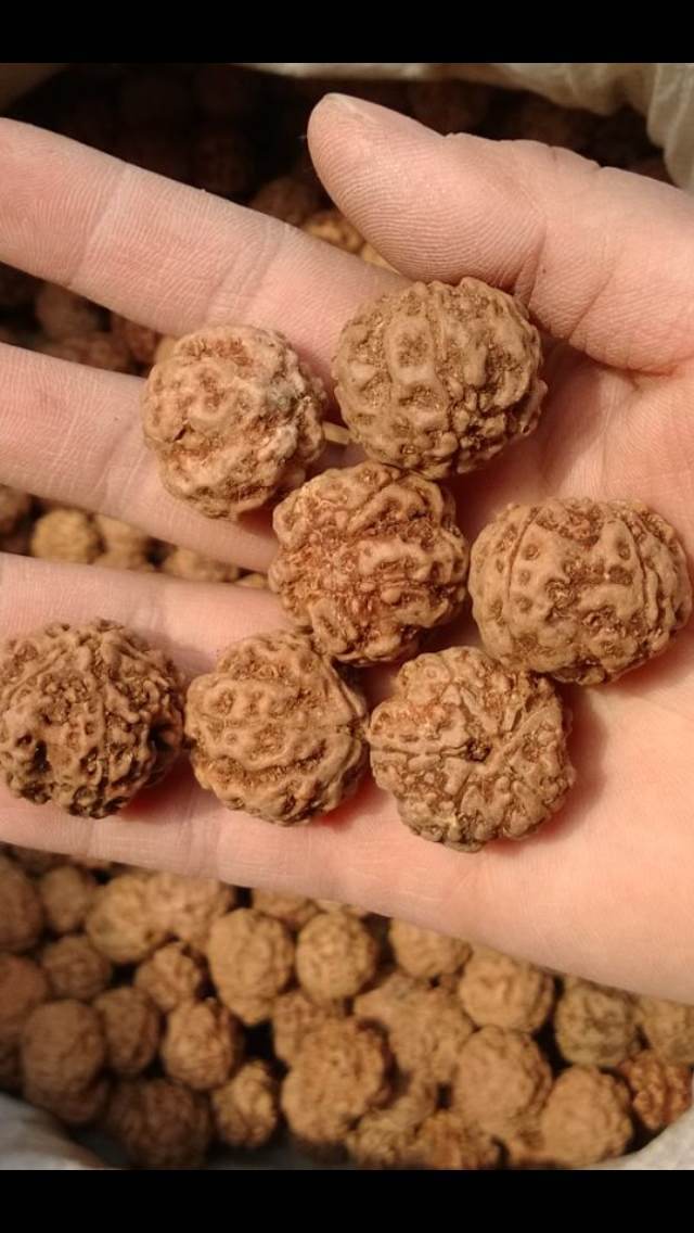 尼泊尔一手货5瓣大金刚菩提子肉纹通货原籽批发/斤