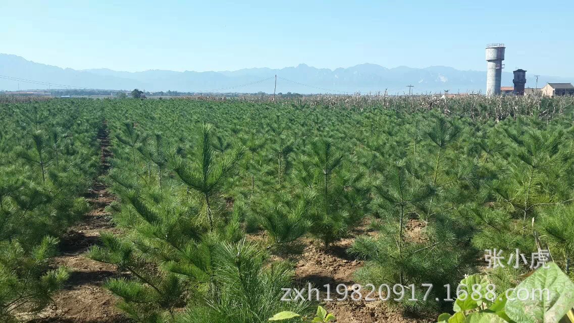 陕西白皮松种植基地图片