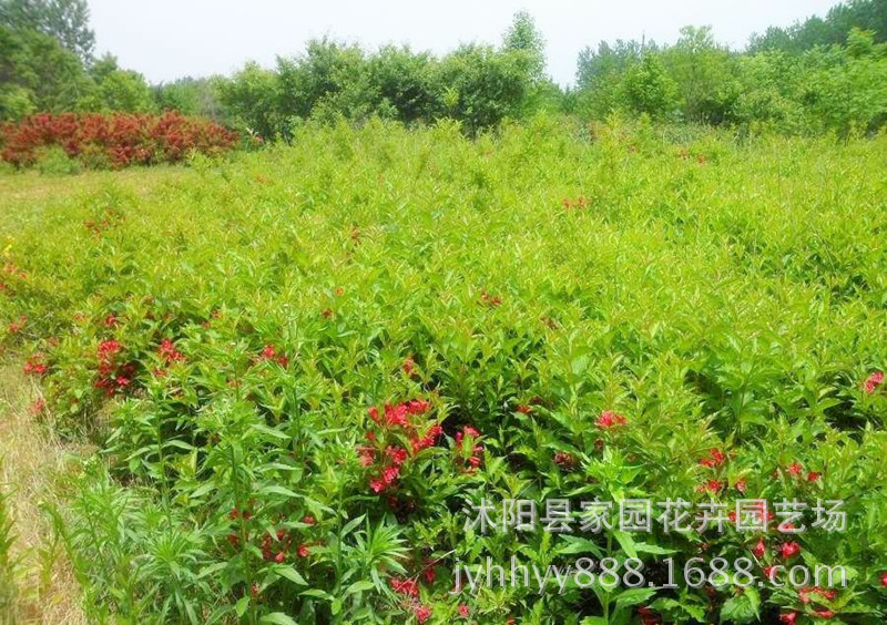 綠化苗木庭院花卉植物紅王子錦帶小苗紅王子錦帶樹苗耐寒耐旱