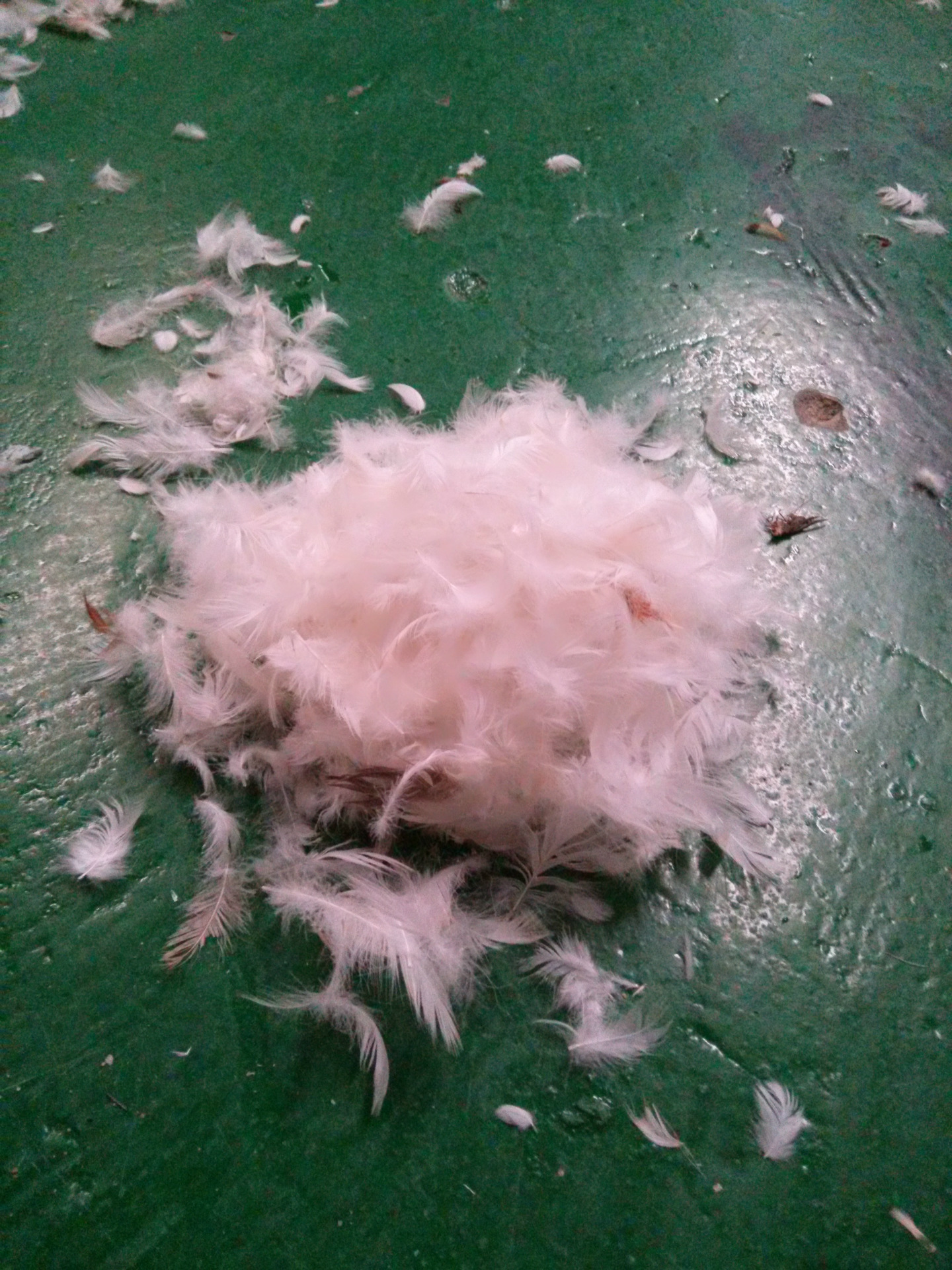 厂家定做公仔棉 pp填充棉 羽绒棉 鸭毛珍珠棉 珍珠棉