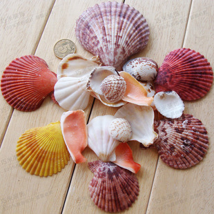 精选贝壳 4种20片混 彩色贝壳 天然海螺贝壳地台家居装饰拍照