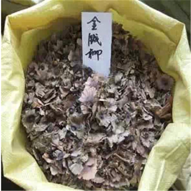 新采收优质 青钱柳种子 金钱柳种子 免费传授催芽技术