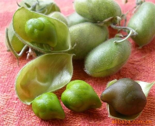 中秋福利 鹰嘴豆 低温烘焙 消暑养生粥品