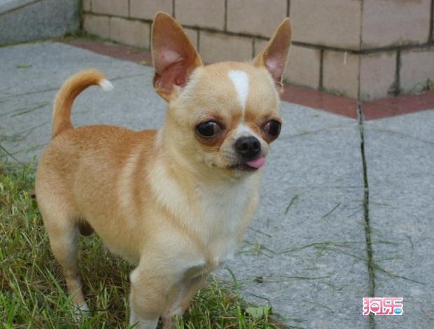 以上就是吉娃娃价格的介绍,吉娃娃是世界上最小型的犬,外观看起来