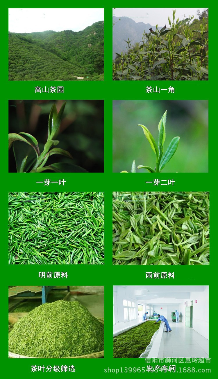 批發信陽毛尖 2014新茶葉雨前春茶 高山雲霧炒青綠茶散裝茶葉茶農