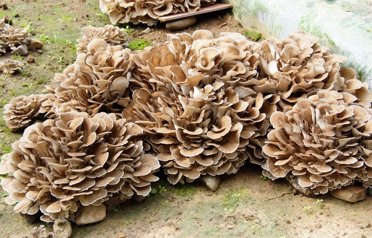 栗蘑菇 库存图片. 图片 包括有 真菌, 生长, 鹌鹑, 产物, 快餐, 工厂, 蘑菇, 栗子, 有阳台 - 209242277