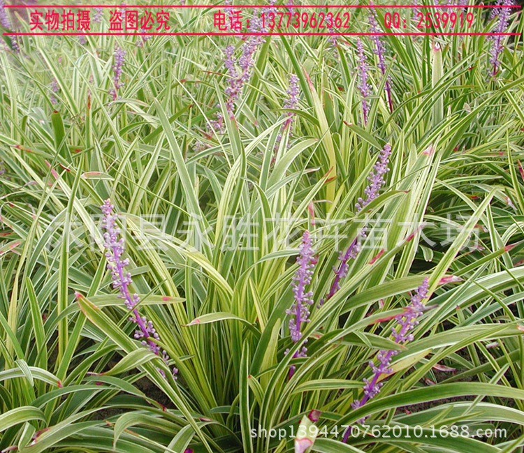 庭院花卉彩色优秀地被植物金边麦冬草也可盆栽四季常青玉龙草苗
