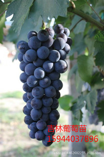 出售葡萄苗 *大量批发营养袋郁金香葡萄苗= 京玉玫瑰碗葡萄苗