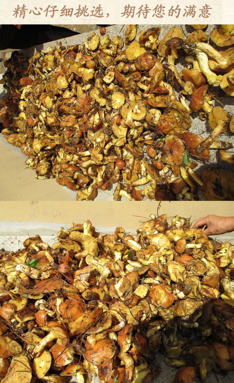 松树丁蘑菇,松树丁蘑菇图片_大山谷图库