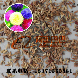 出售花草种子 翠菊种子 菊花种子批发 鲜花 花卉种子优质种子供应