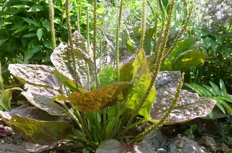 我要發芽 藥材種子 車前草種子 車軲轆草 春秋可播平車前 50粒/包