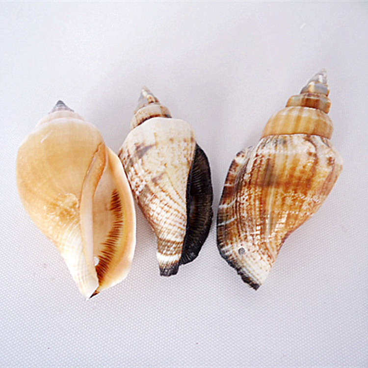 【黑口螺11元一斤天然diy配件批发打孔加工贝壳配件及材料散贝批发】