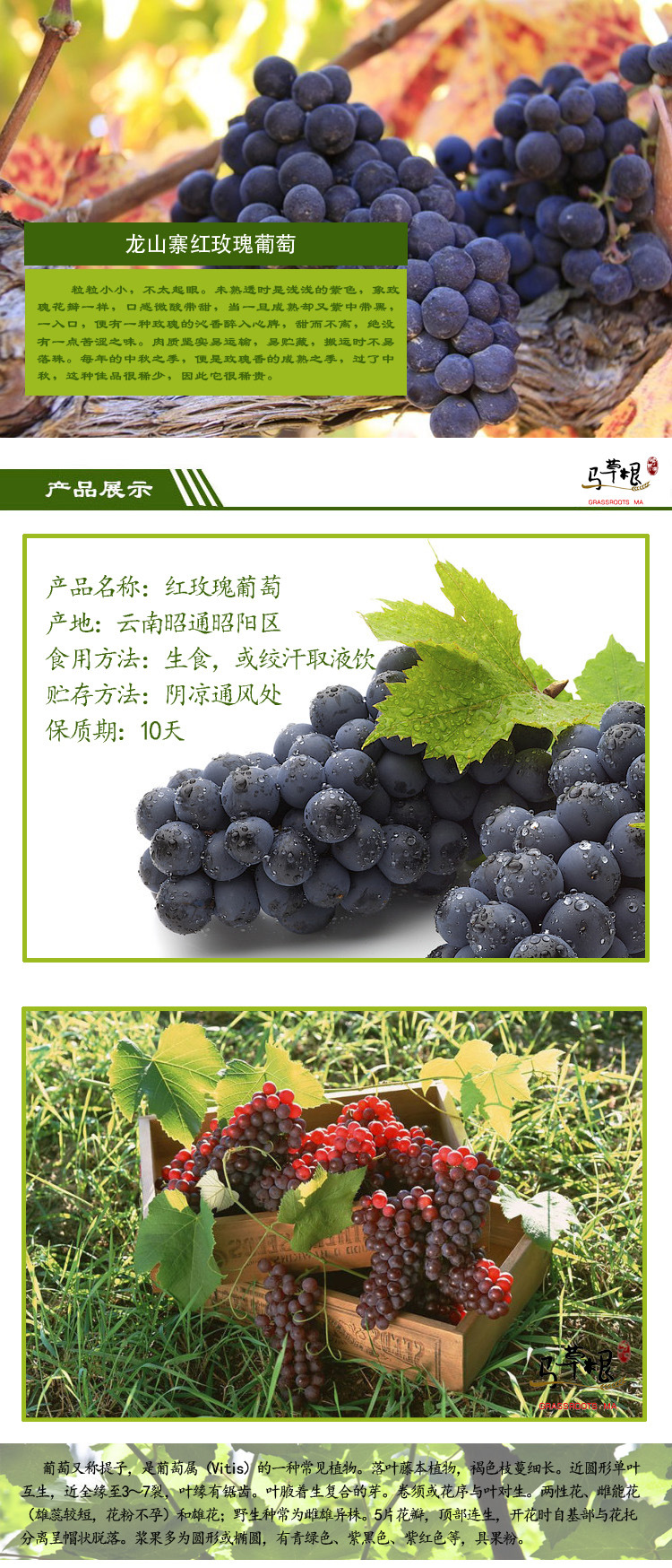供应正宗龙头山红玫瑰提子葡萄产地直供昭通玫瑰红提新鲜葡萄批发