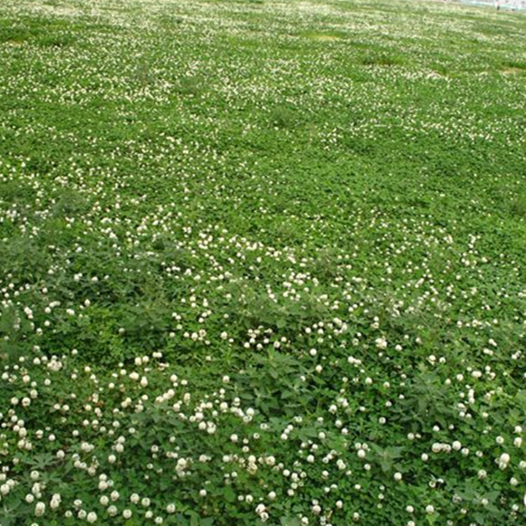 批发美国进口优质牧草绿化草坪种子 白花三叶草 白三叶