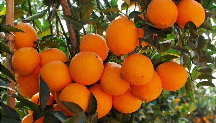 眉山特产脐橙酸甜味脐橙现摘现售脐橙