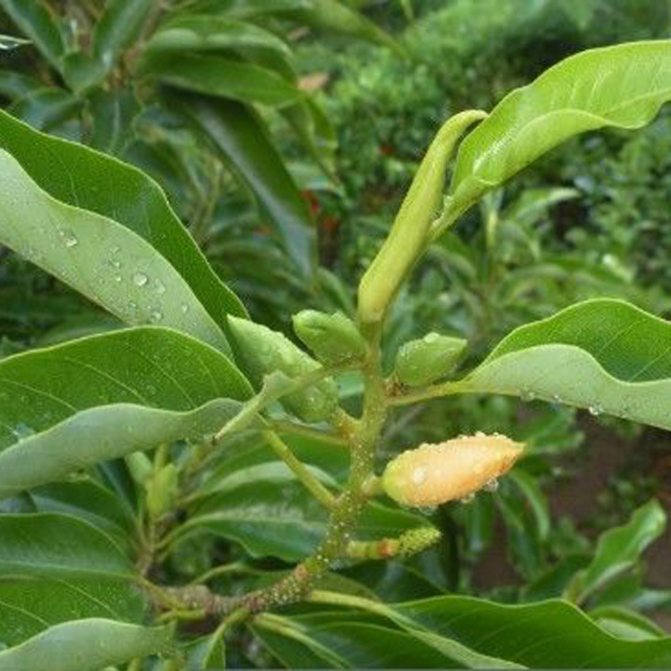 苗圃大量批发 黄玉兰苗 落叶乔木花朵为浅黄色香味芬芳货源充足