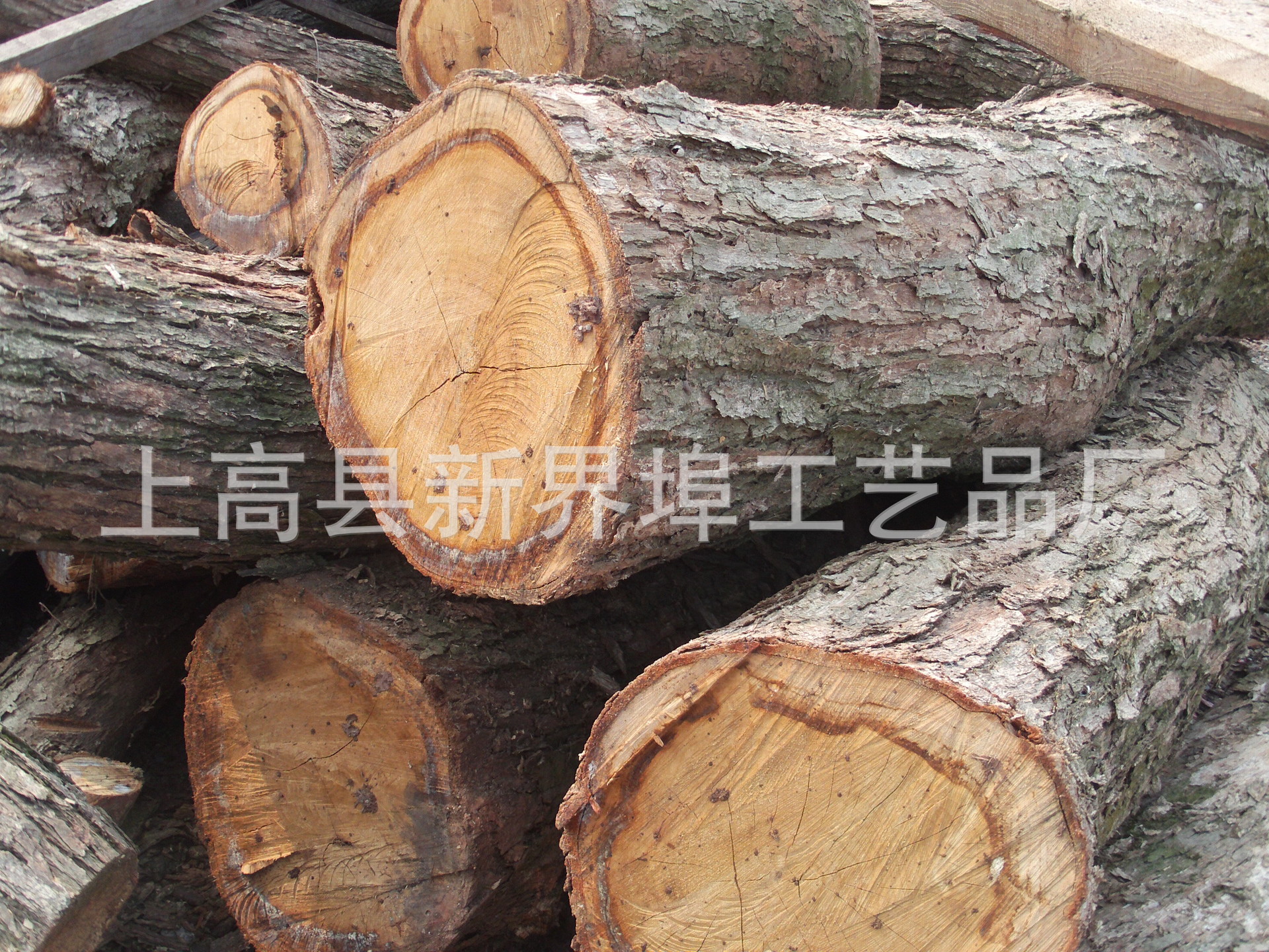 株木,株树,株木树_大山谷图库