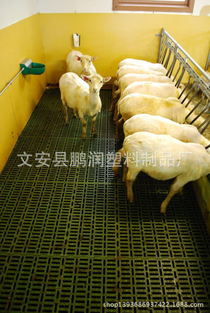 陕西陇县羊床 养羊设备 羊产床塑料漏粪板 标准化羊场设施建设