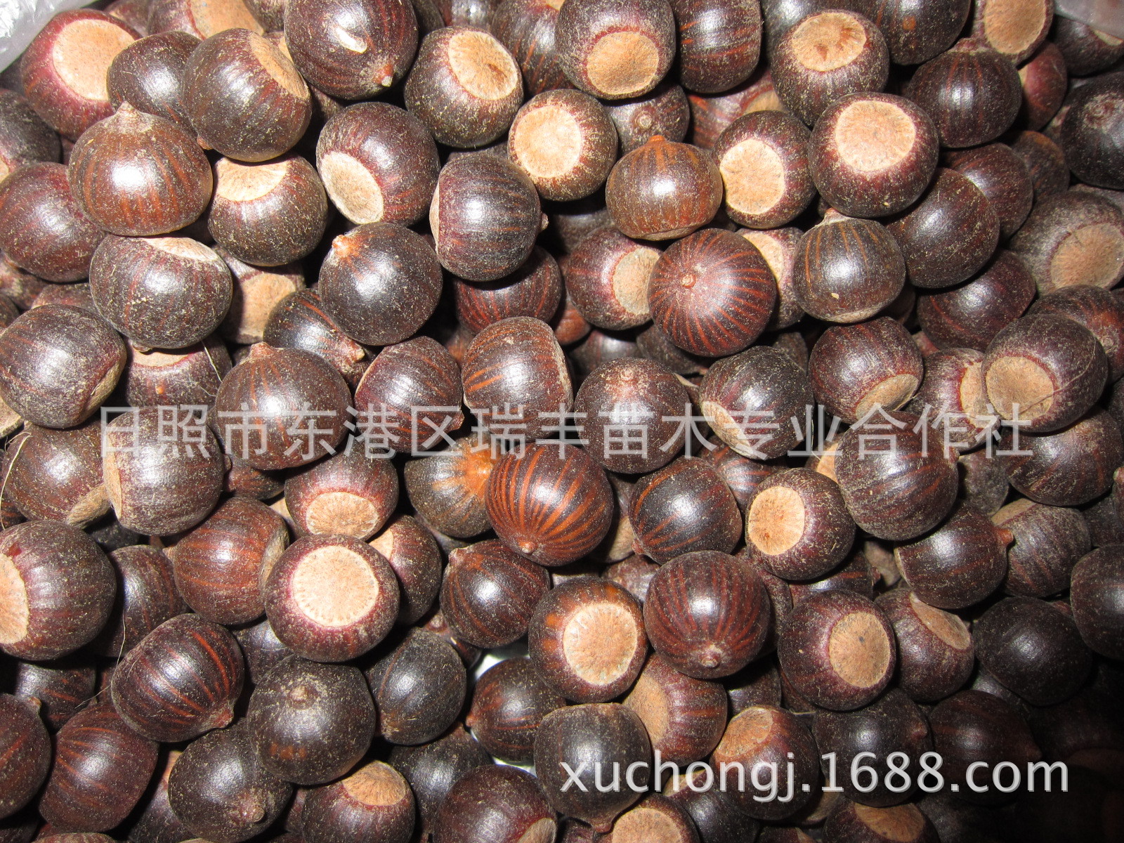 正宗美国克罗拉多蓝杉种子 瑞丰蓝杉 品质保证