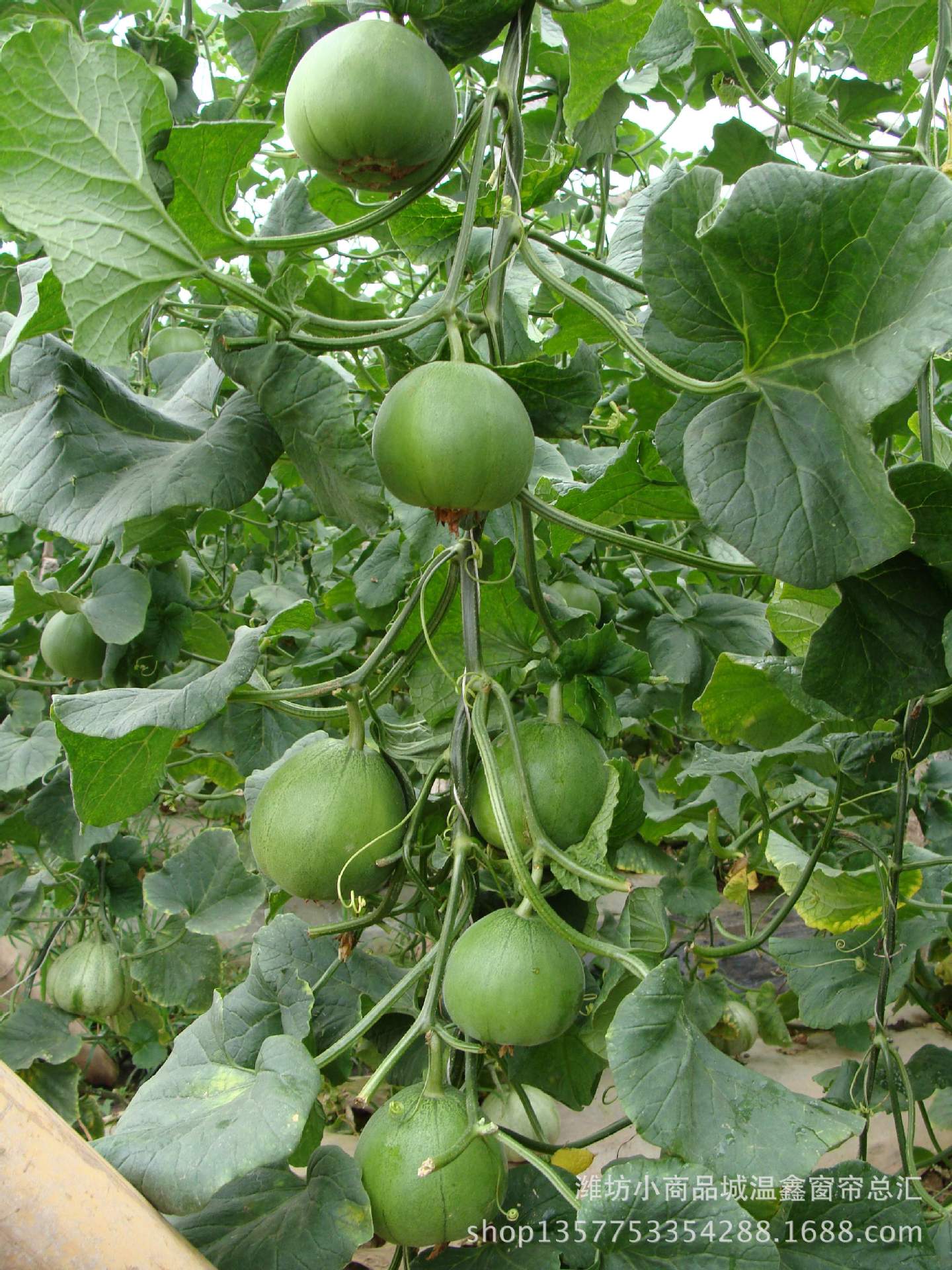 绿皮甜瓜 绿色果肉甜瓜 皮薄甜瓜 甜瓜种子 香瓜甜瓜种子水果