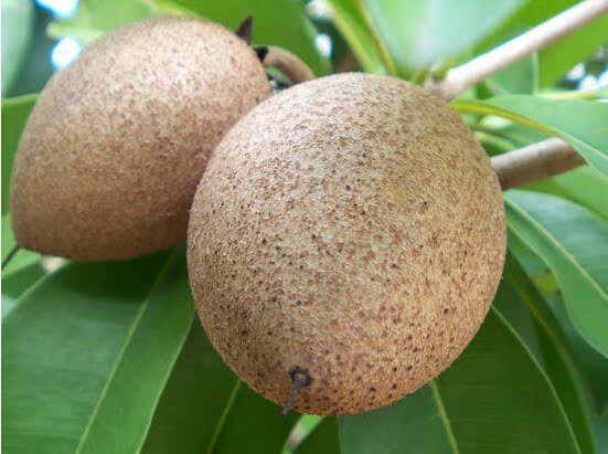 【快果莱】越南海南进口人心果批发配送团购进口新鲜水果