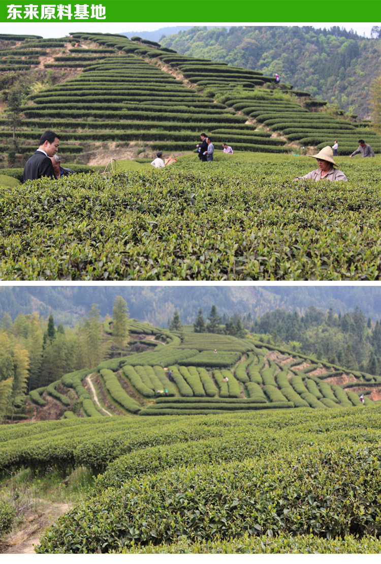 绿茶茶叶散装批发2014新茶福州东升茶厂一级有机小叶绿茶49