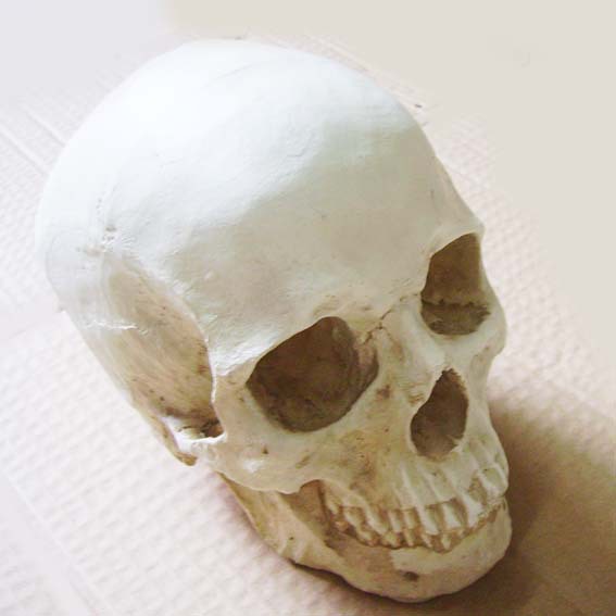 高仿真1:1人类头骨 医学头骨 树脂骷髅头 骷髅模型