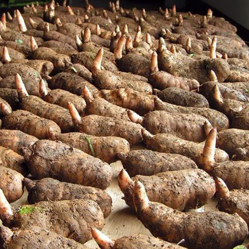 贵州特产,深山生长纯天然正品特级野生天麻,新鲜天麻,干天麻