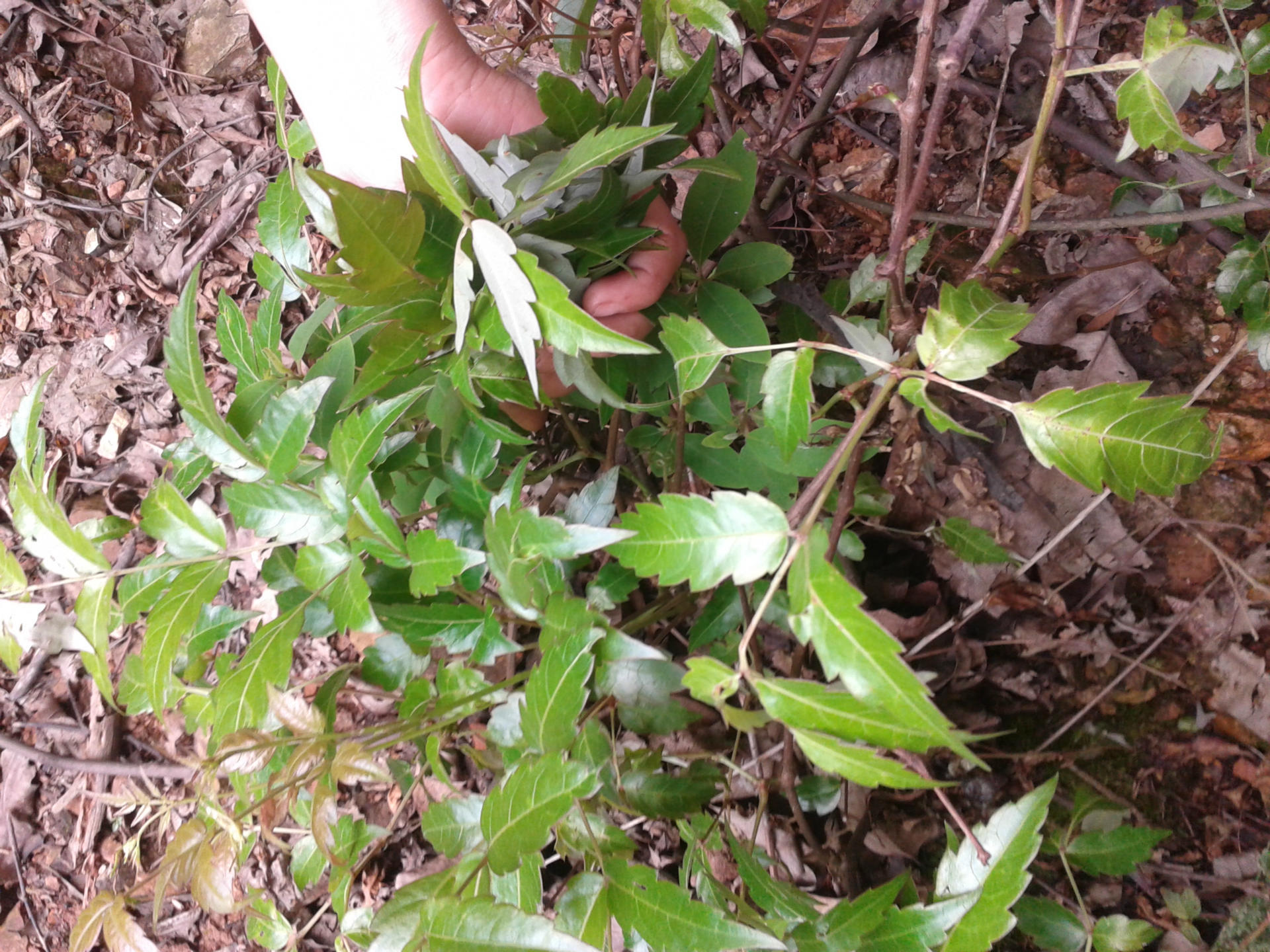 供應藤茶莓茶苦甘露藤婆茶藤茶-礦泉水交易網