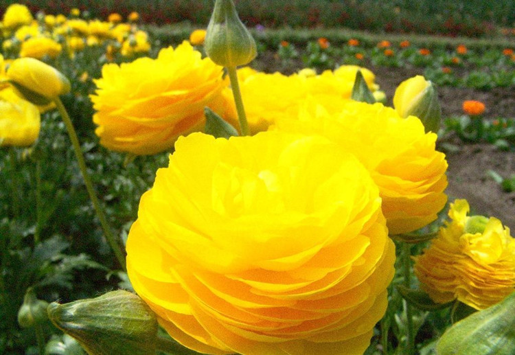 江苏宿迁花毛茛球根重瓣多色可选 花毛茛种球价格 - 中国供应商移动版