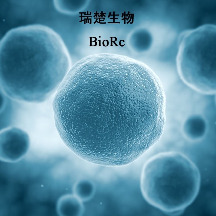 大鼠星形胶质细胞 rattus astrocytes 瑞楚生物(biorc)