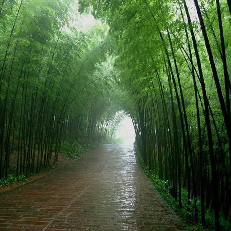 紫竹景观,富贵竹紫竹,紫竹盆景(第8页)_大山谷图库
