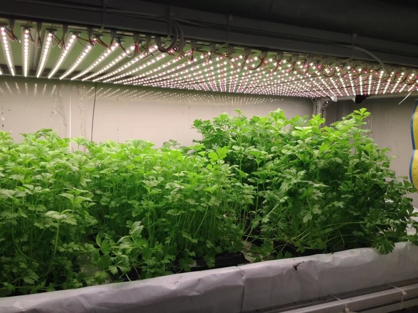 广东深圳专供北京蔬菜大棚植物补光灯深圳制造价格 - 中国供应商移动